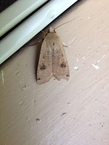 Image of Large Yellow Underwing