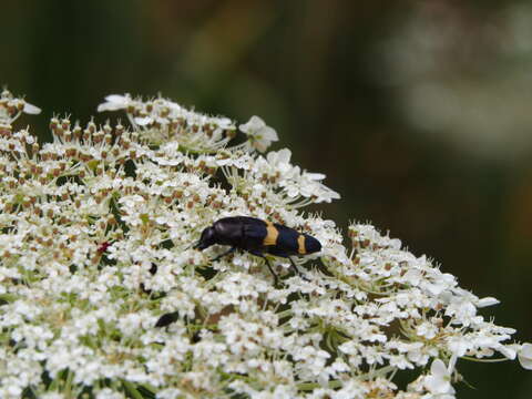 Image of Castiarina bifasciata (Hope 1831)