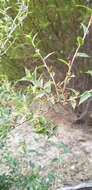 Sivun Leucopogon rufus Lindl. kuva