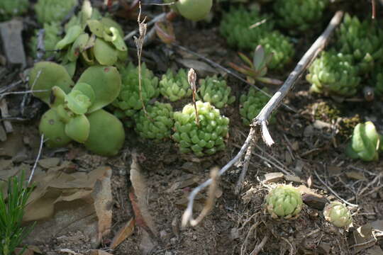 Image of Haworthia cymbiformis var. incurvula (Poelln.) M. B. Bayer