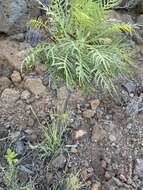 Image of Sonchus arboreus Sw. ex DC.