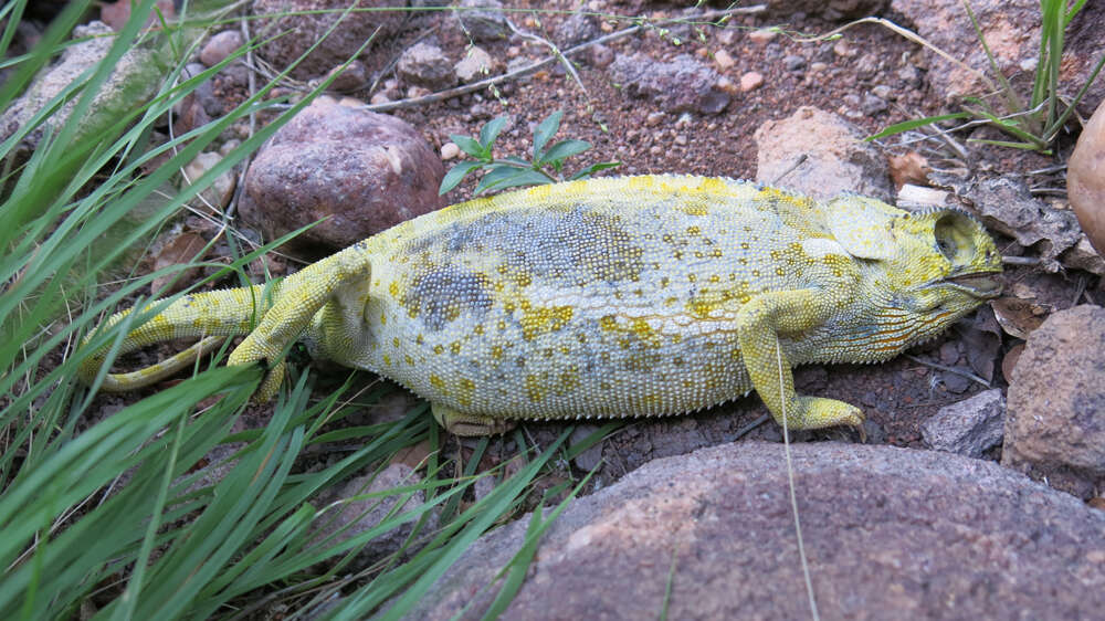 Image of Common African Flap-necked Chameleon