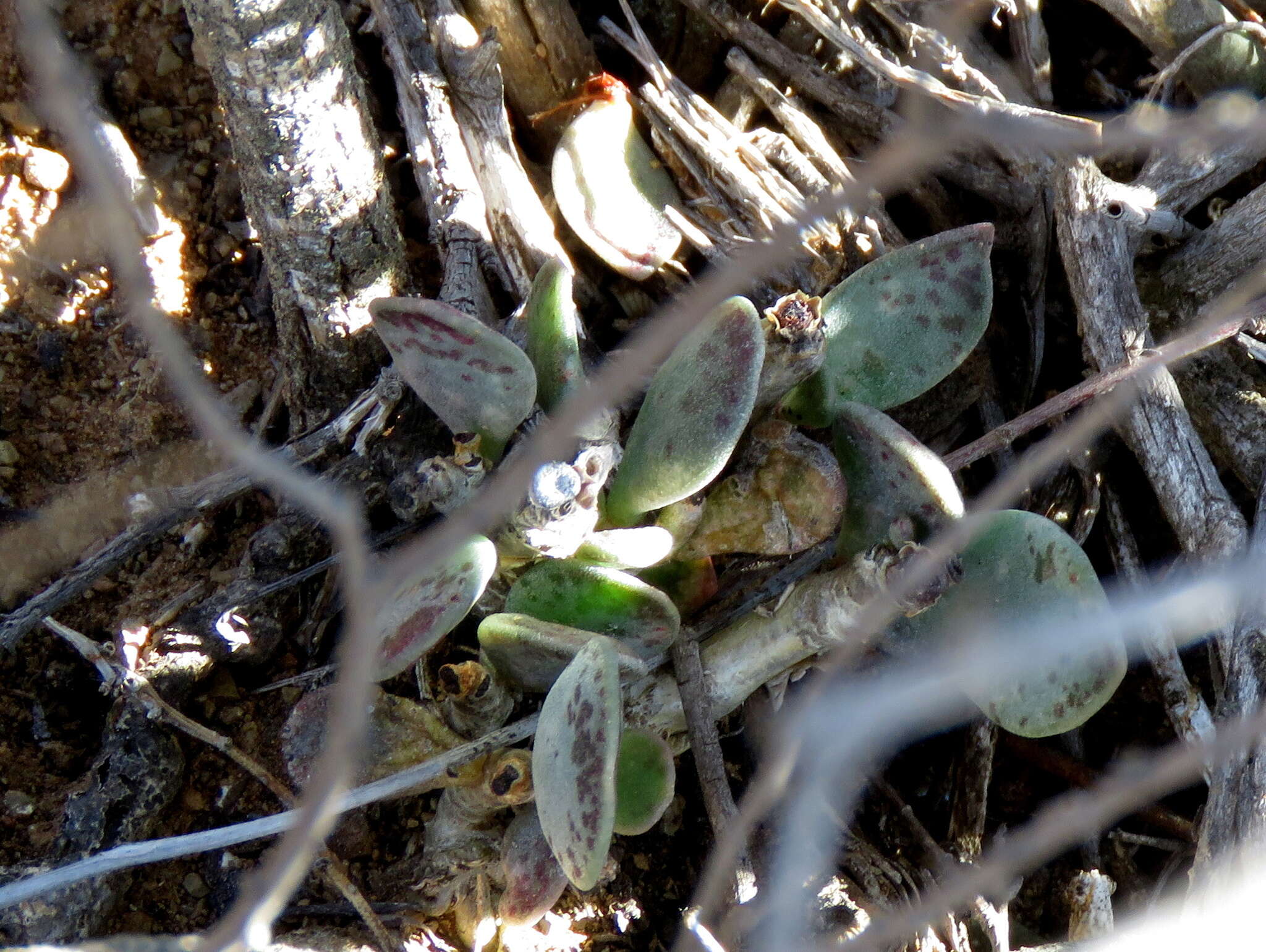 Image of Adromischus cooperi (Bak.) A. Berger