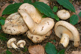 Image of Lactarius illyricus Piltaver 1992