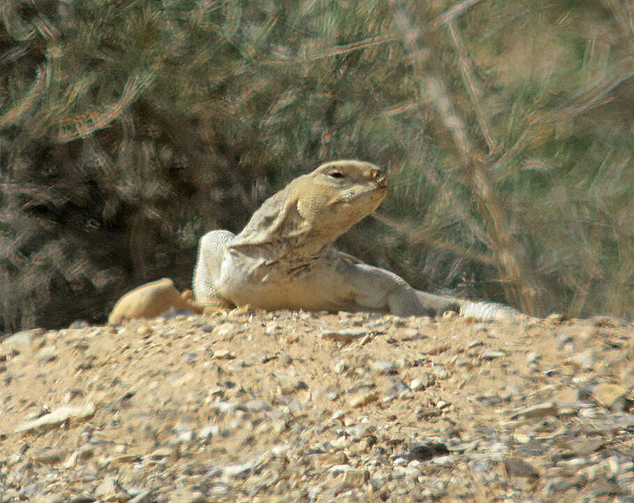 صورة ضب مصري