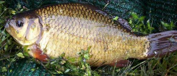 Image of Crucian Carp