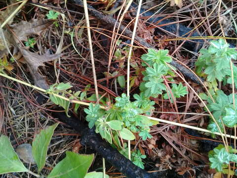 Image of Lachemilla procumbens (Rose) Rydb.