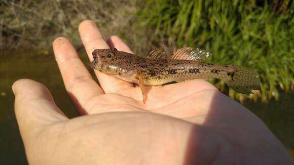 Glossogobius olivaceus (Temminck & Schlegel 1845)的圖片