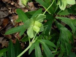 Image of Helleborus bocconei Ten.