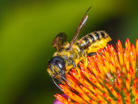 Image of Pugnacious Leaf-cutter Bee