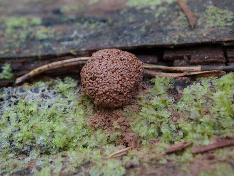 Image of Tubifera dudkae