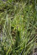 Image of Senecio erubescens var. incisus DC.