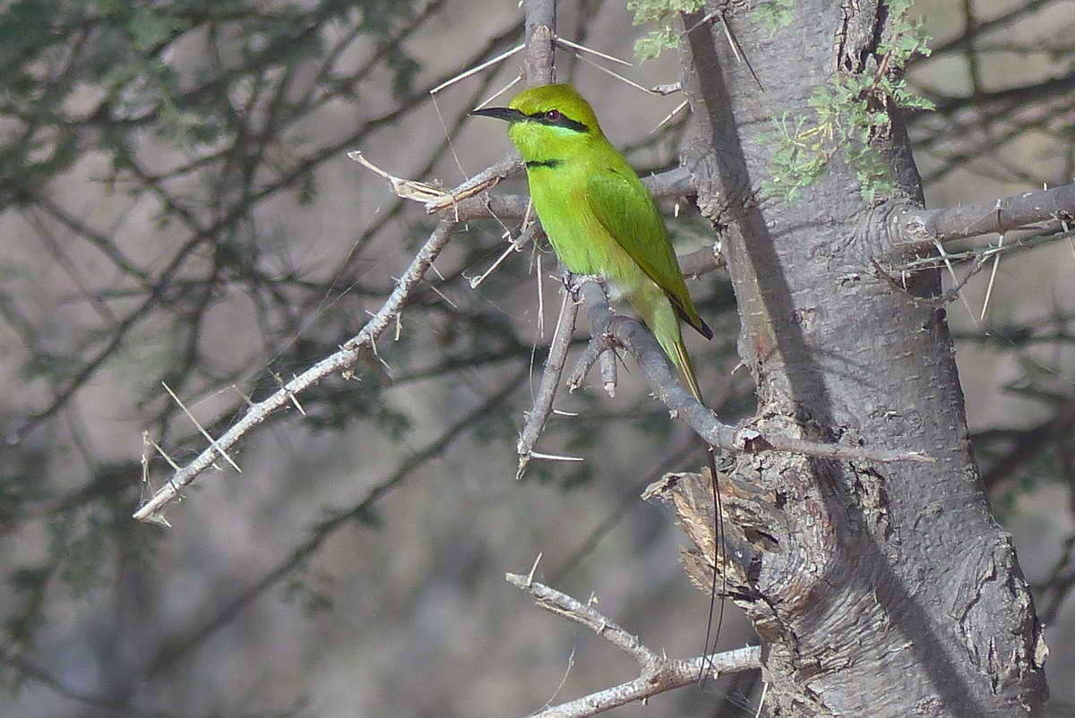 Image of African Green Bee-eater