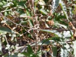 Image of Ambrosia-leaf Bursage