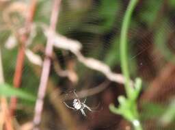 Image of Leucauge xiuying Zhu, Song & Zhang 2003