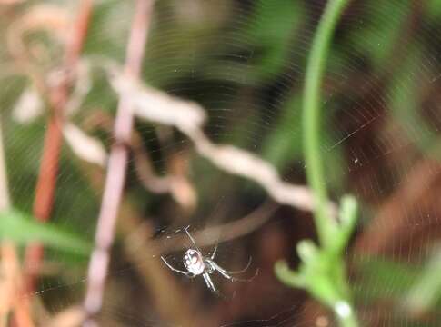 Image of Leucauge xiuying Zhu, Song & Zhang 2003