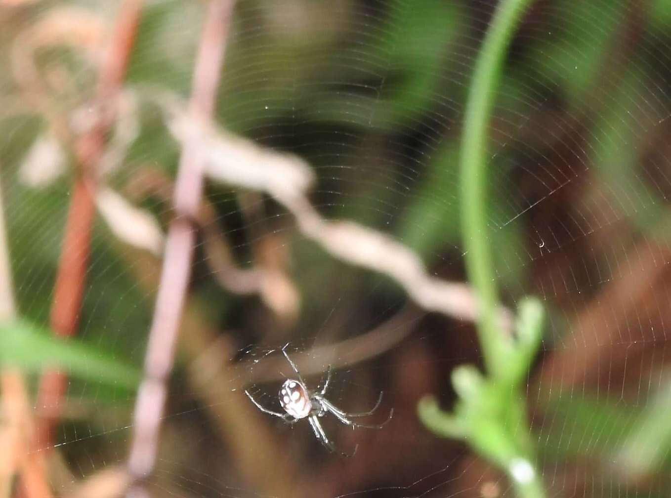 Image of Leucauge xiuying Zhu, Song & Zhang 2003