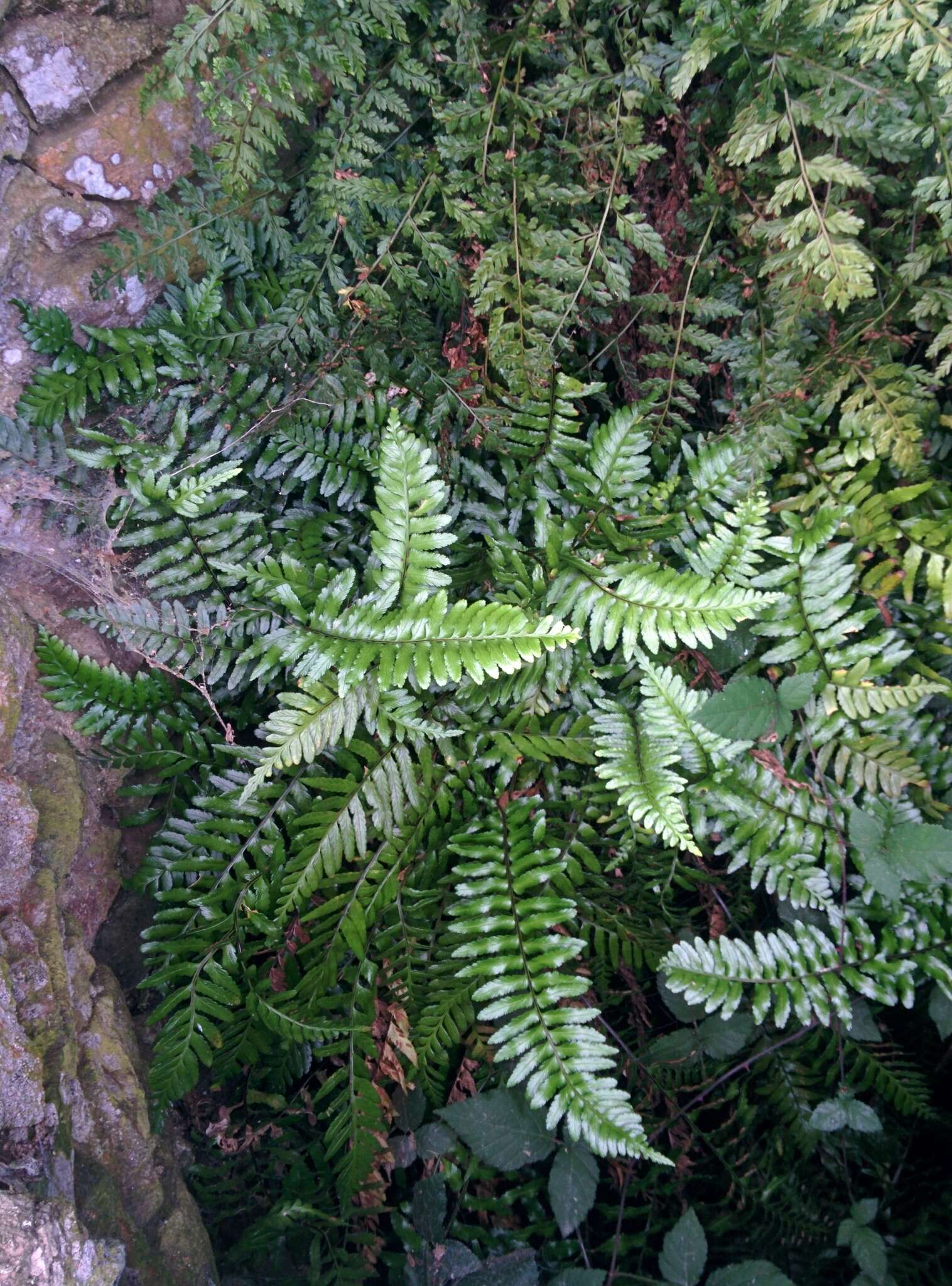 Image of Asplenium marinum L.