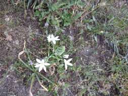 Image of Ornithogalum ponticum Zahar.