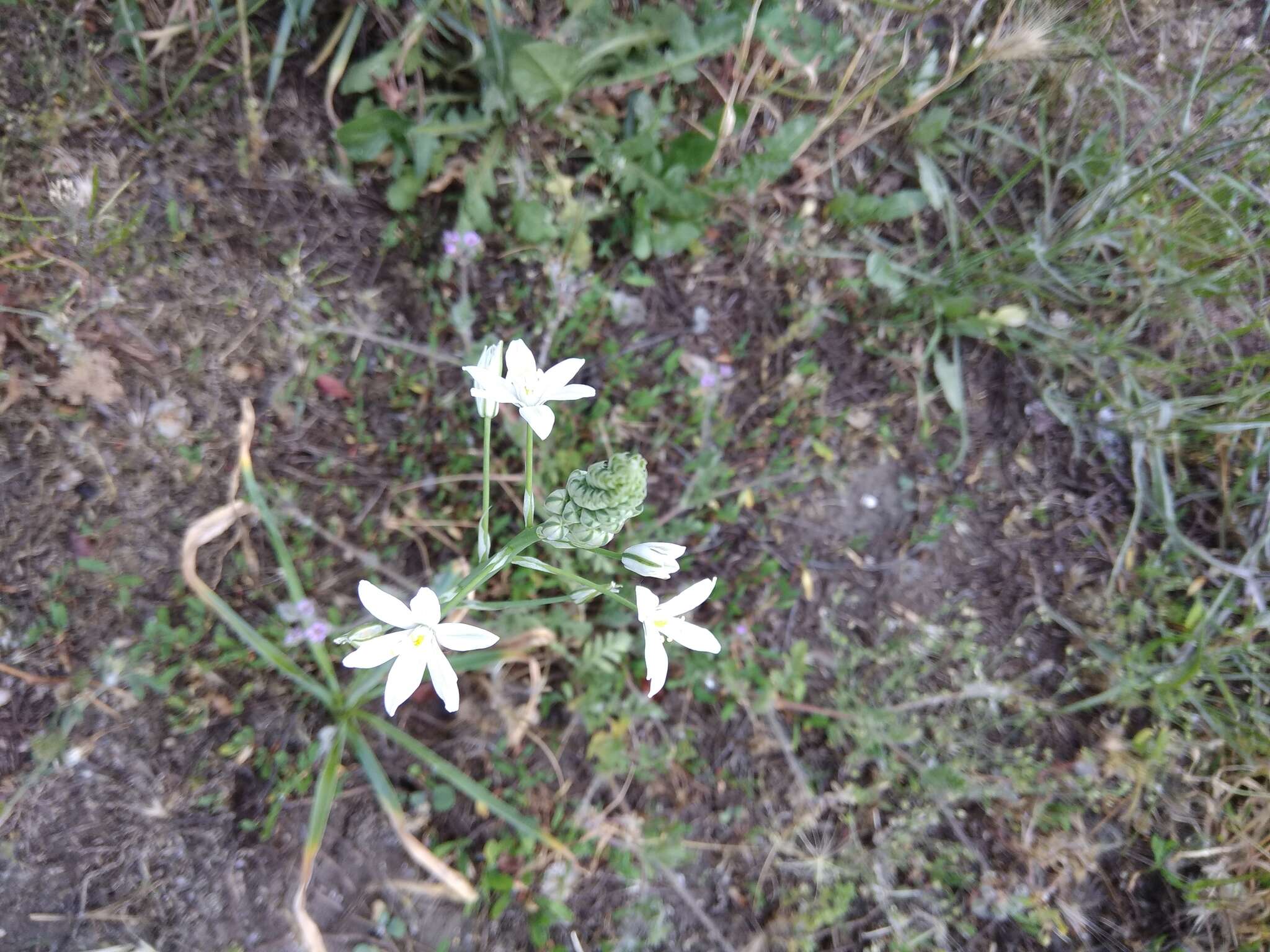 Image of Ornithogalum ponticum Zahar.