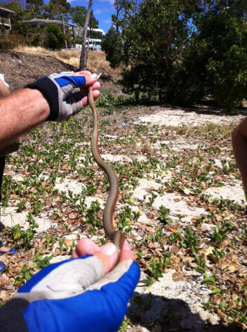 Image of Collared Whip Snake