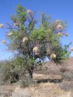 Image of Buffalo-thorn