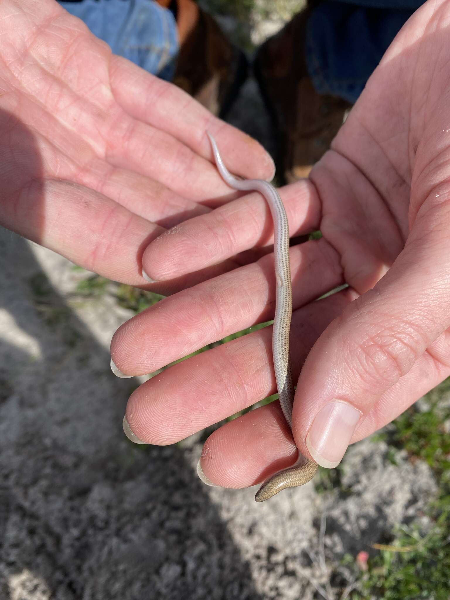 Image of Common Burrowing Skink