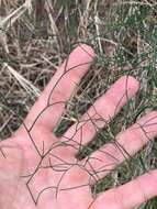 Image of Asparagus divaricatus (Oberm.) Fellingham & N. L. Mey.