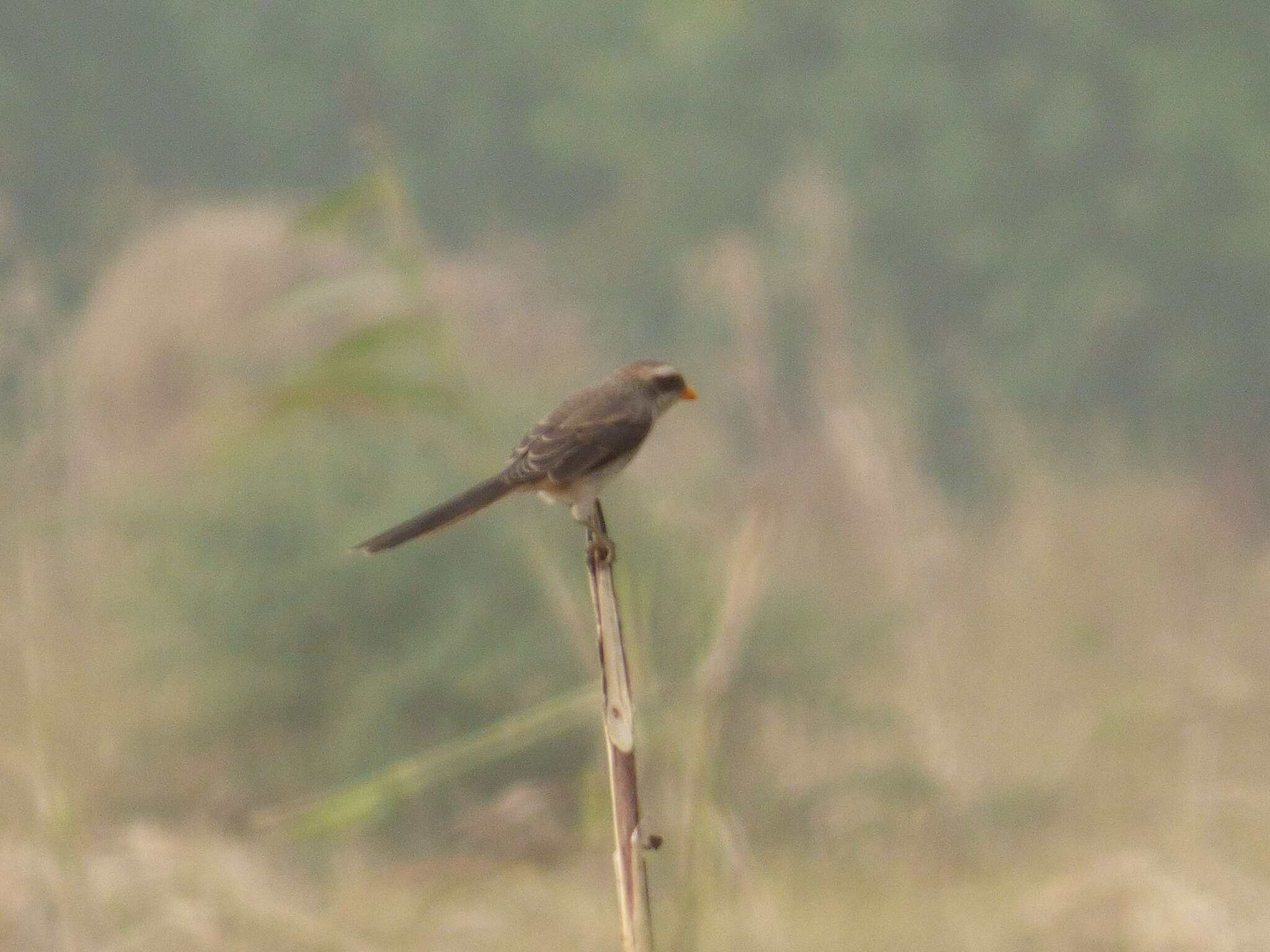 Image of Lanius corvinus