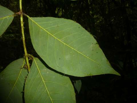 Image of Amyris magnifolia Gómez-Laur. & Q. Jimenez