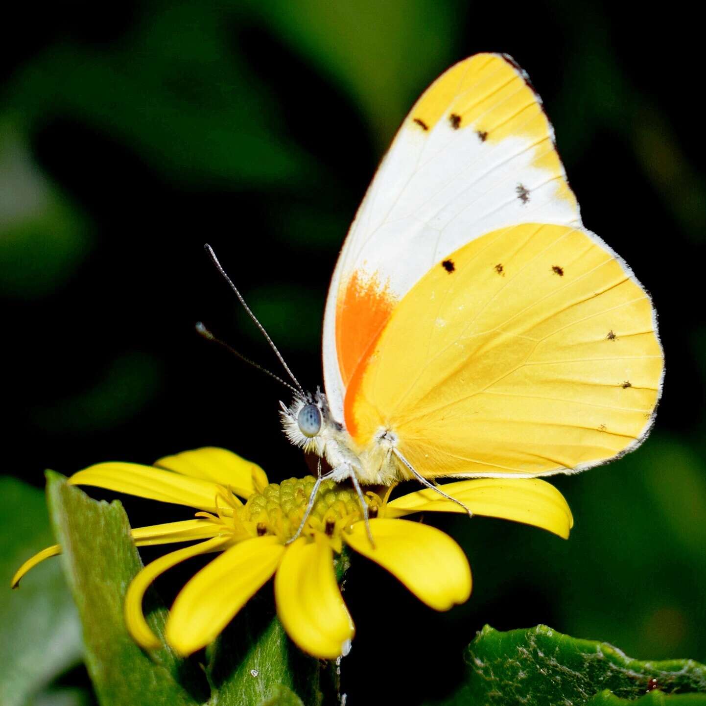 Слика од Belenois thysa (Hopffer 1855)