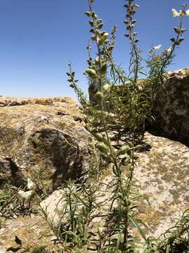 Image of Antirrhinum siculum Mill.