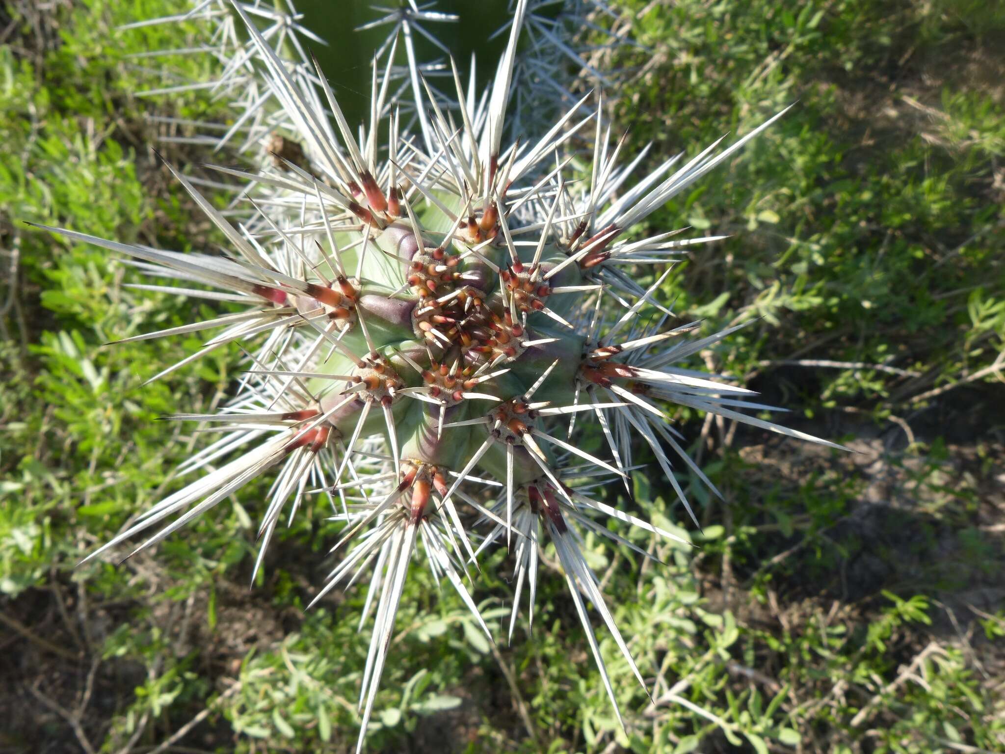 Image of Stenocereus huastecorum