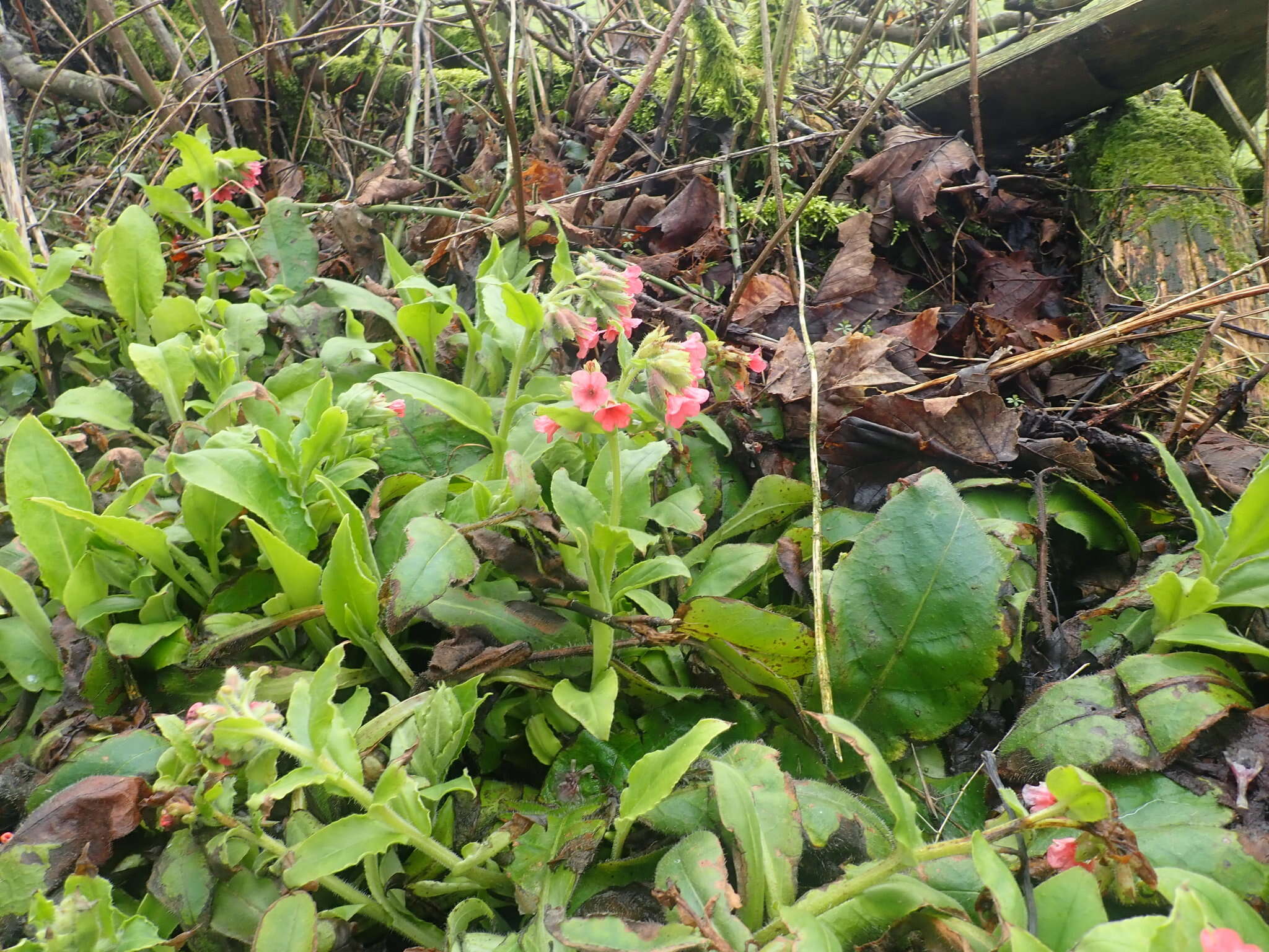 Image of Pulmonaria rubra Schott