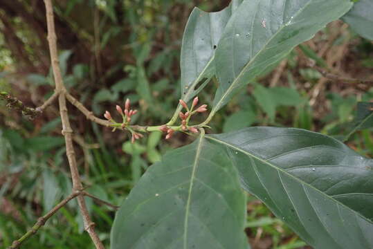 Image de Aidia cochinchinensis Lour.