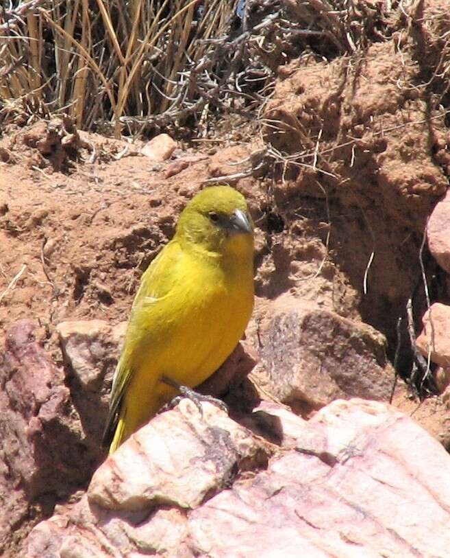 Image of Puna Yellow Finch