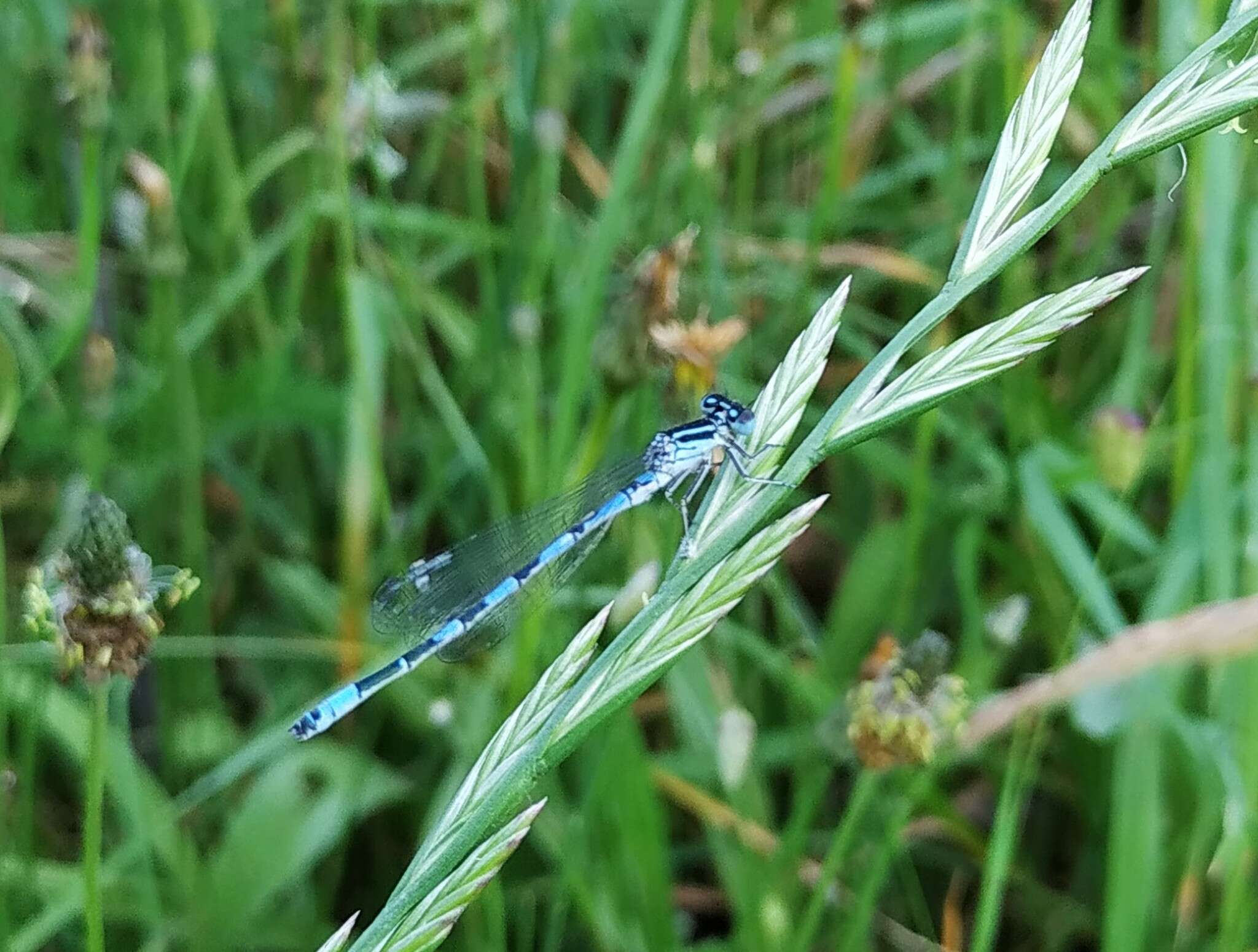 Image of Southern Damselfly