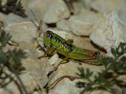 Pseudopodisma fieberi (Scudder & S. H. 1897) resmi