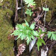 Image of triangleleaf lipfern