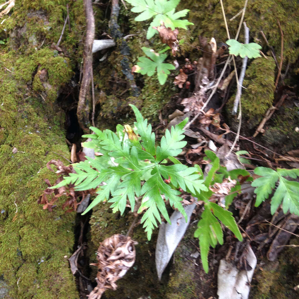 Sivun Doryopteris decipiens (Hook.) J. Sm. kuva