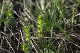 Image of Cruciata glabra (L.) Opiz