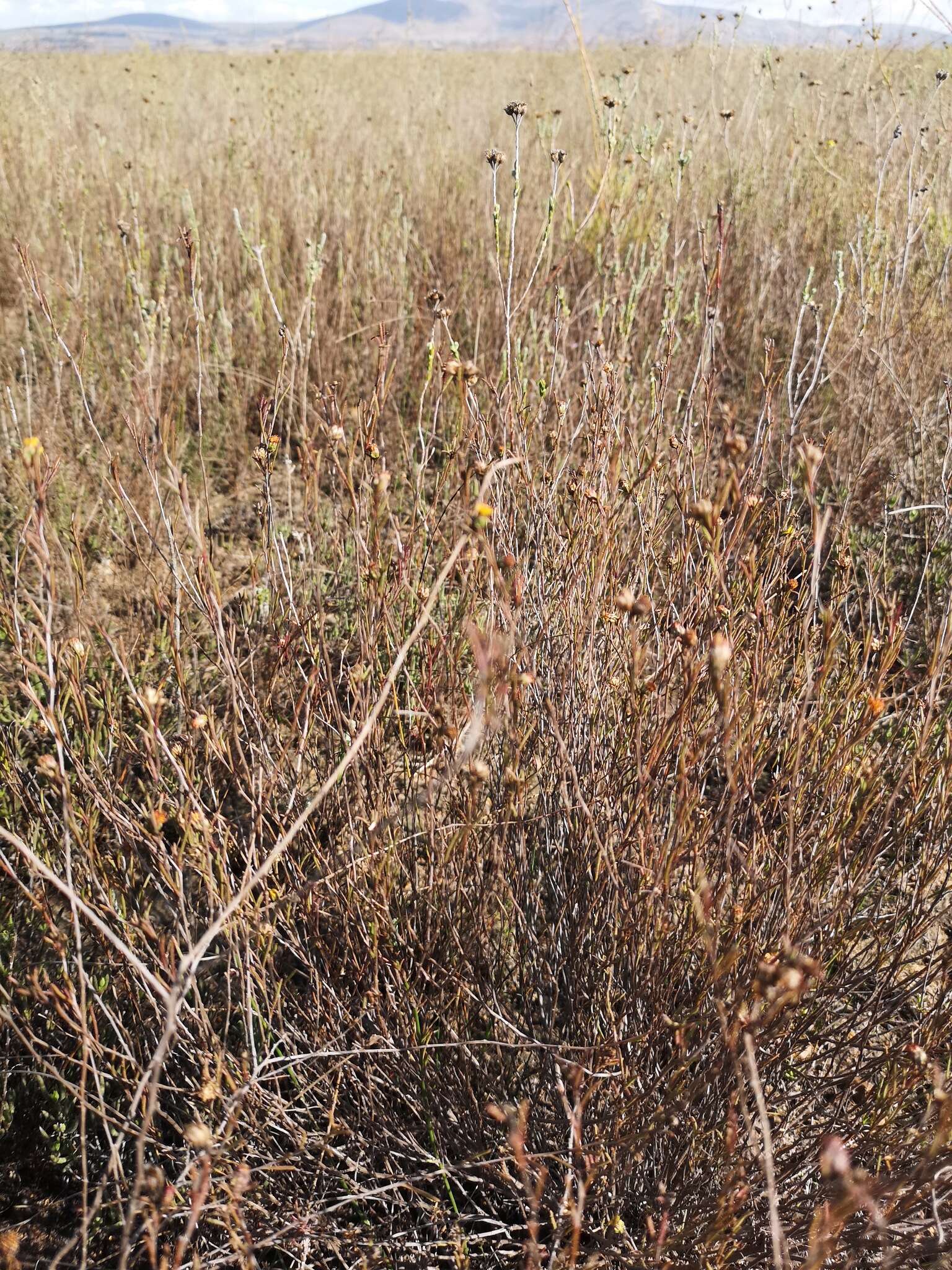 Imagem de Marasmodes defoliata S. Ortiz