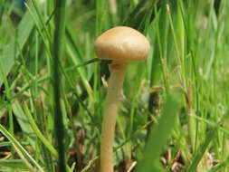 Image of Agrocybe paludosa (J. E. Lange) Kühner & Romagn. ex Bon 1987