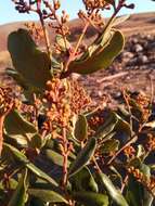 Image of Cryptocarya crassifolia Baker