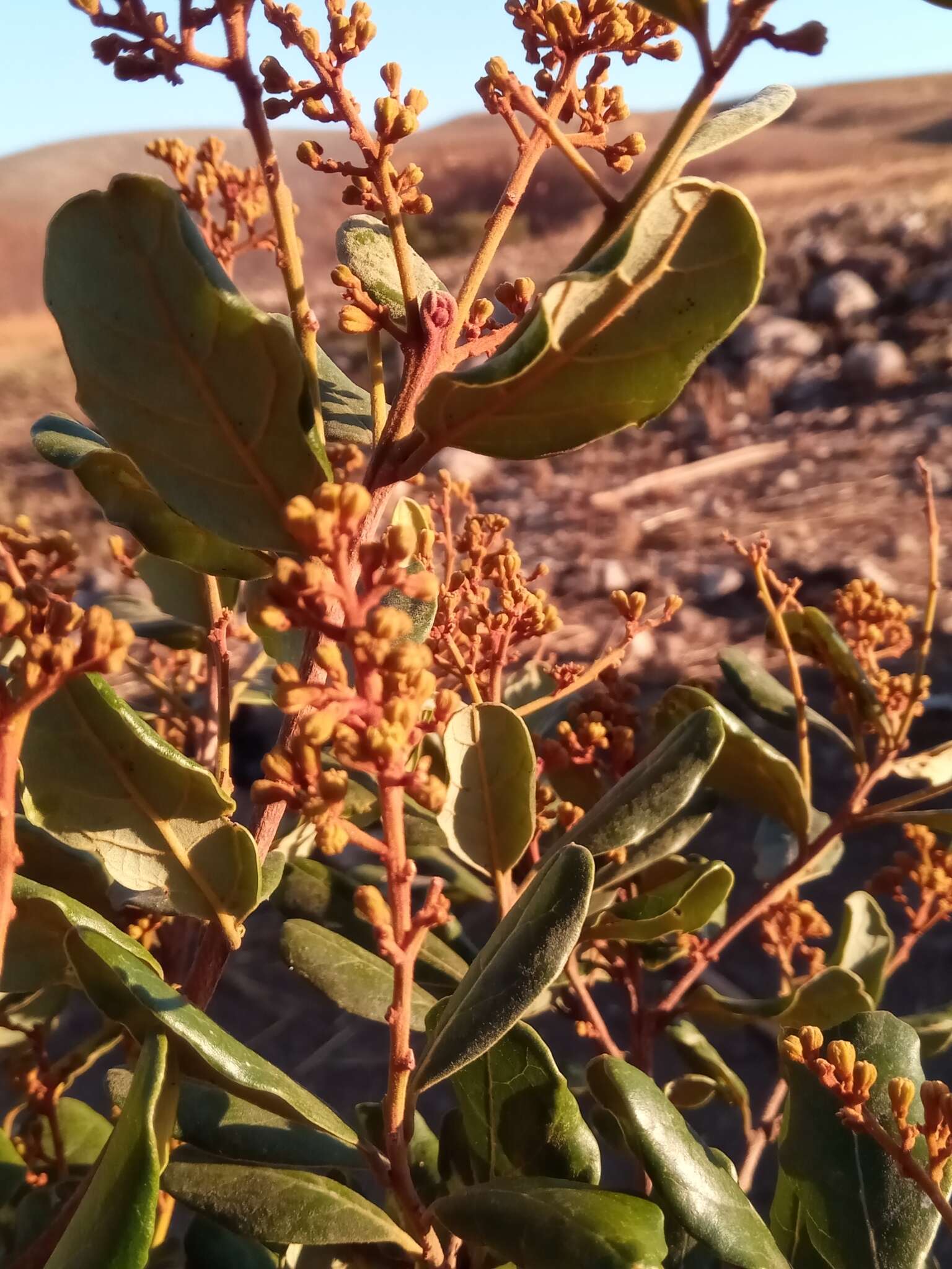 Слика од Cryptocarya crassifolia Baker