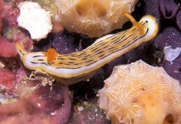 Image of Chromodoris colemani Rudman 1982