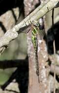 Image of Turquoise-tipped Darner