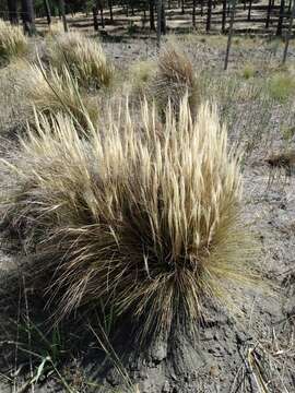 Plancia ëd Pappostipa humilis (Cav.) Romasch.