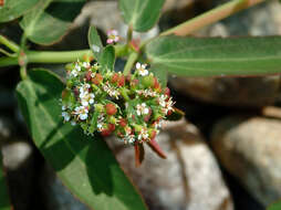 Слика од Euphorbia hypericifolia L.