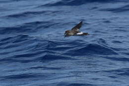 Image of New Zealand Storm Petrel